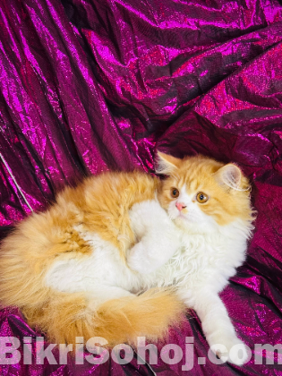 Persian cat